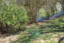 2020-04-17-Heckenbrand Rdf_2