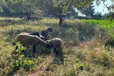 2021-07-08 Rettung Schaf_2