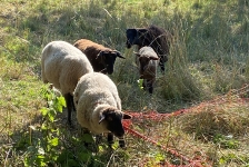 2021-07-08 Rettung Schaf_3